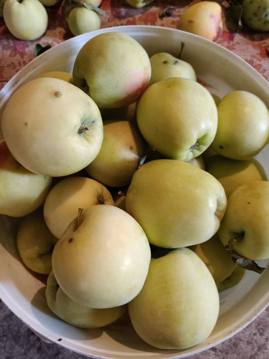 Продам домашние яблоки