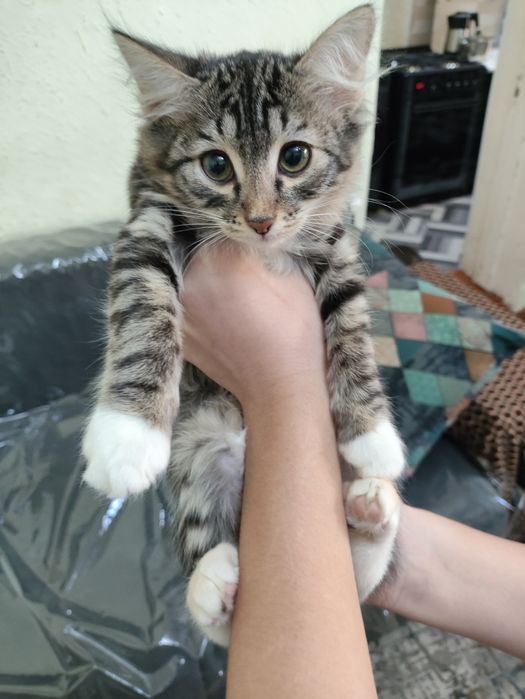 Отдам даром котенка девочку