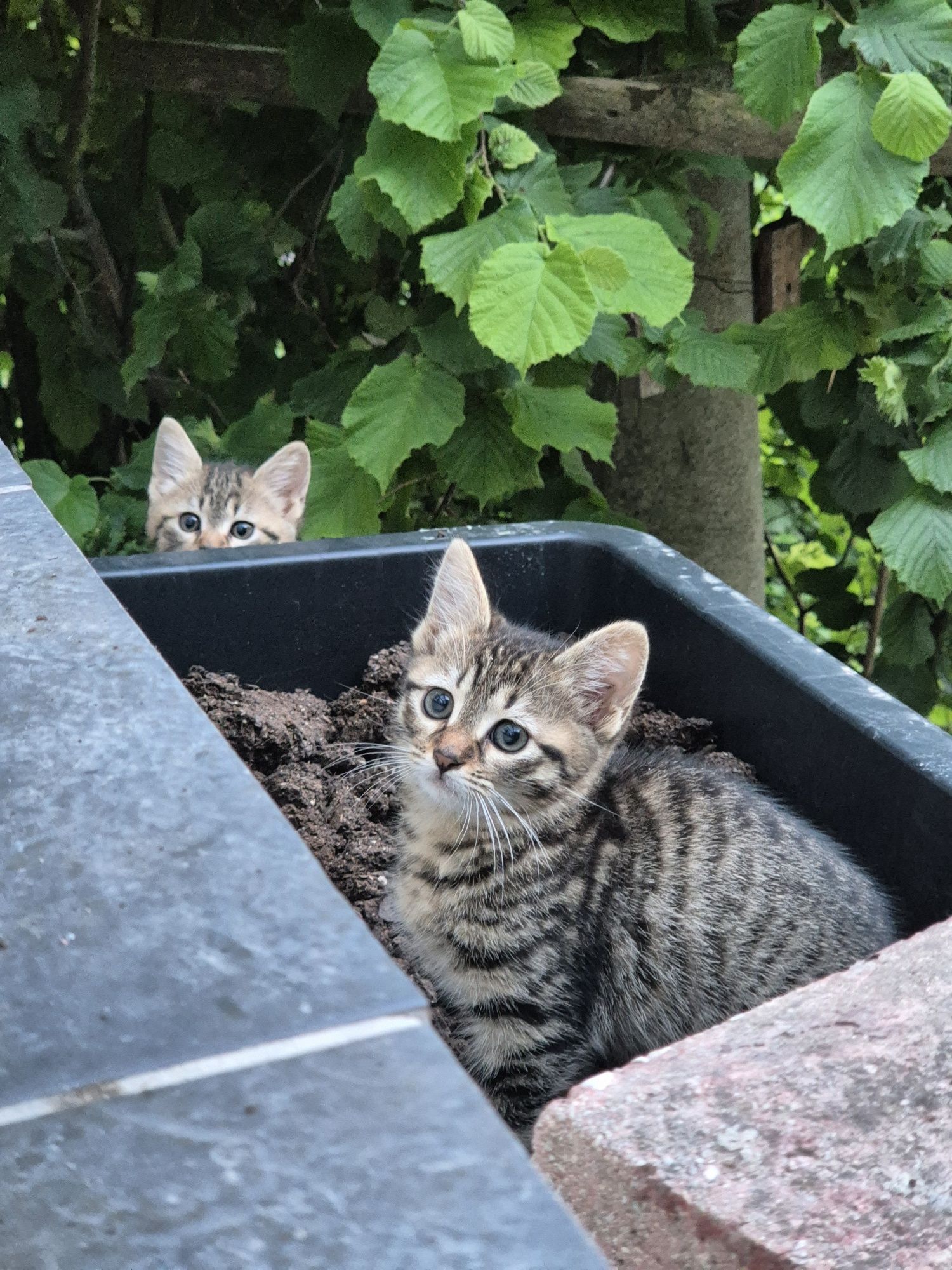 Мъжко коте търси дом