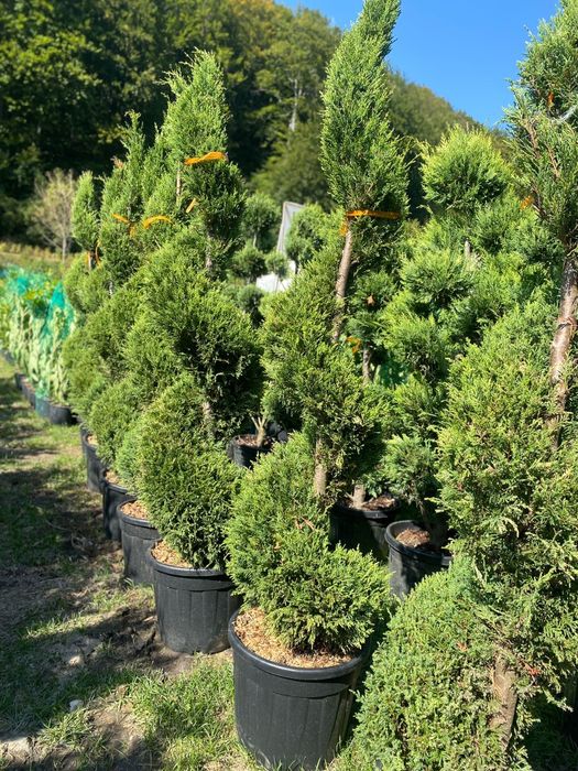 Plante ornamentale livrare în toată tara