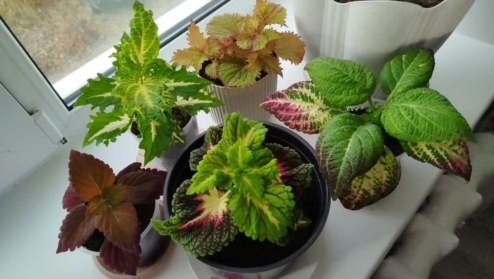 Продам цветы Колеусы.