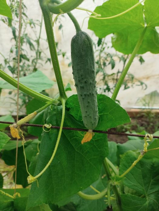 Продам огурцы домашние, тепличные
