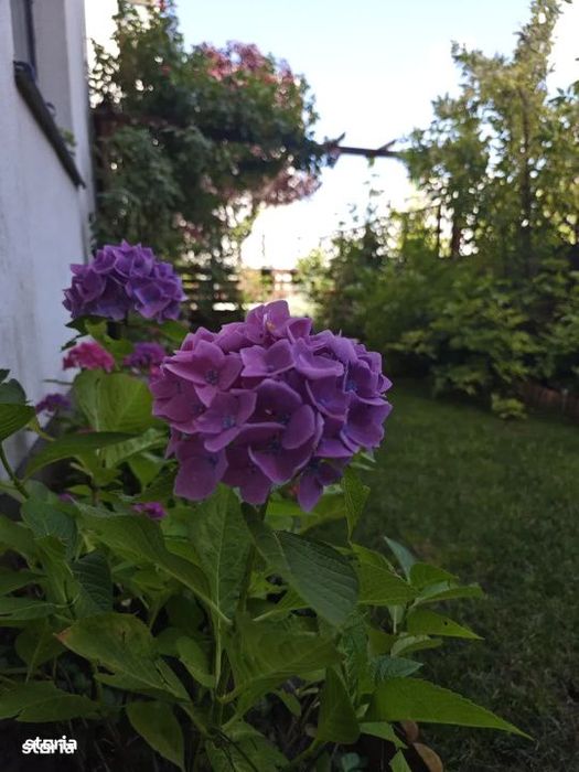 2 camere | Baneasa | Greenfield | Parter | Gradina proprie | Parcare