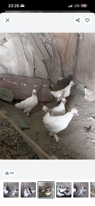 Yapon juchasi sotiladi tezda