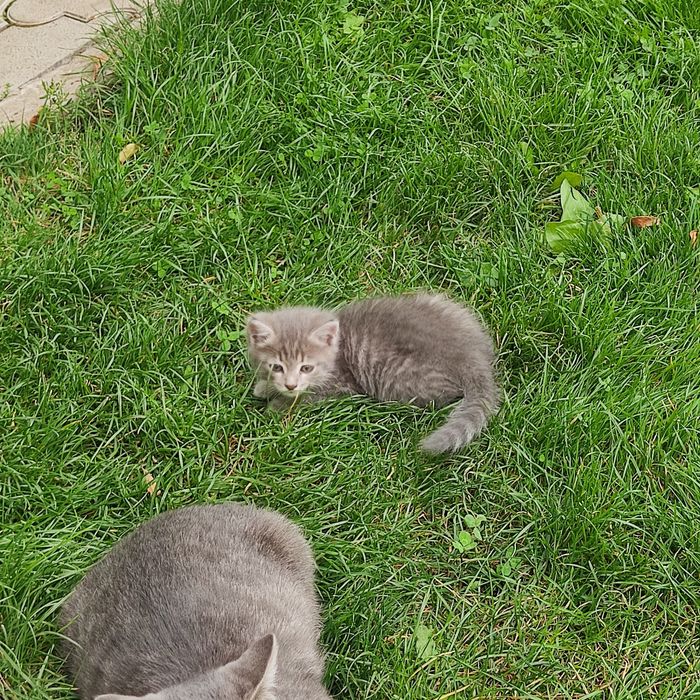 Котенок,  отдадим в добрые руки