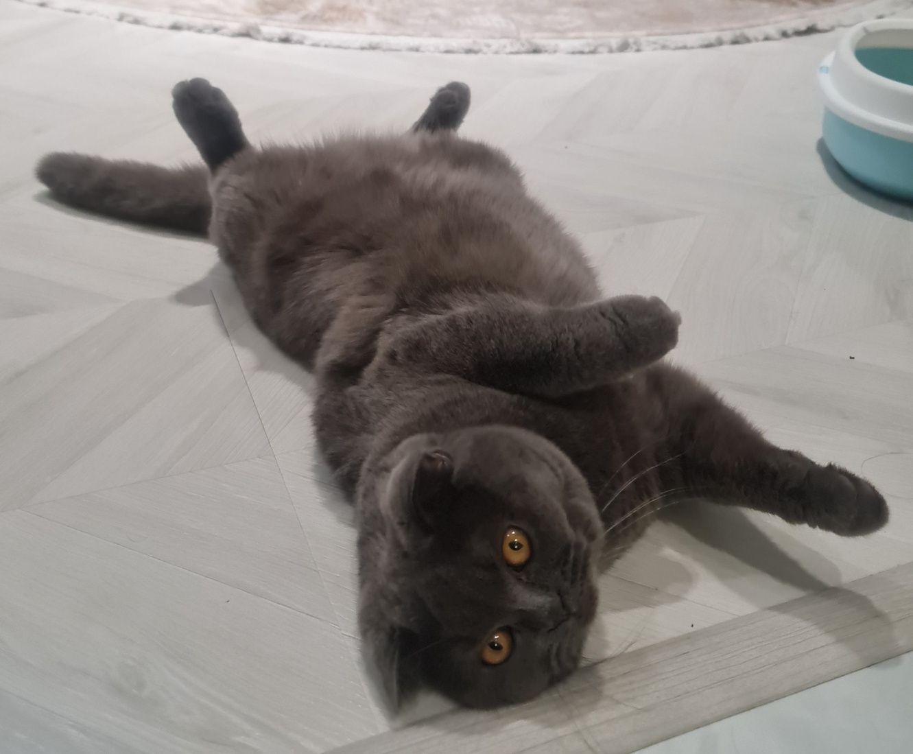 Скоттиш-страйт Шотланская прямоухая кошка,