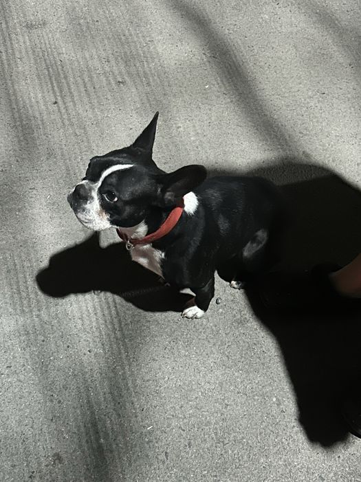 Бульдог ищет дом