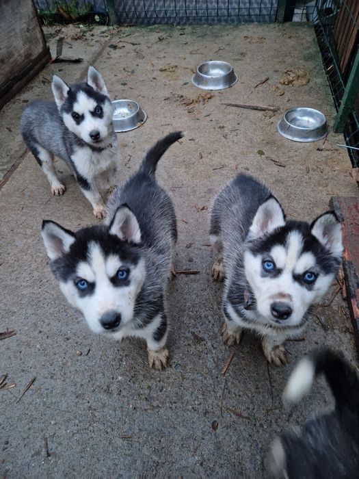 Pui husky siberian