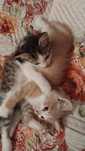 Котята 2 мес ,ищут дом