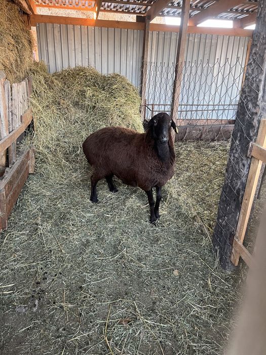 Продам барана (тусак кой)