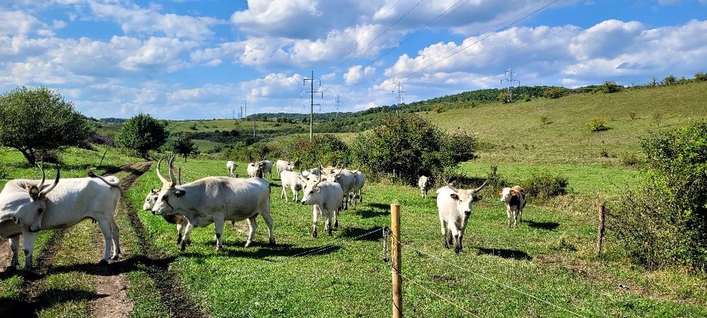 Sură de stepă Vițele și juninci disponibile