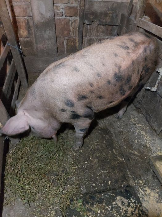 Продавам мъжко прасе скопено