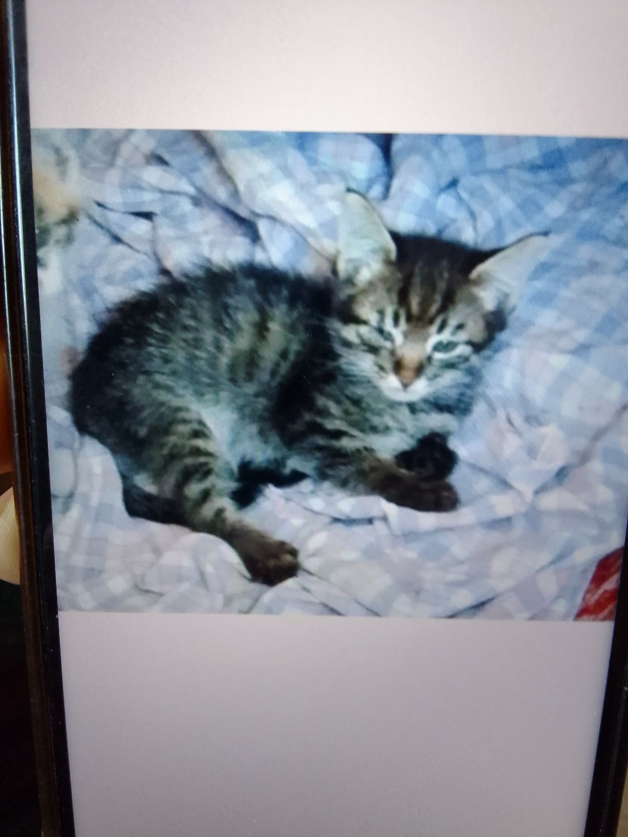 Котенок в добрые и любящие руки