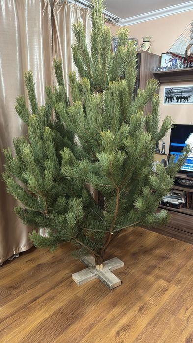 Живые сосны, елки