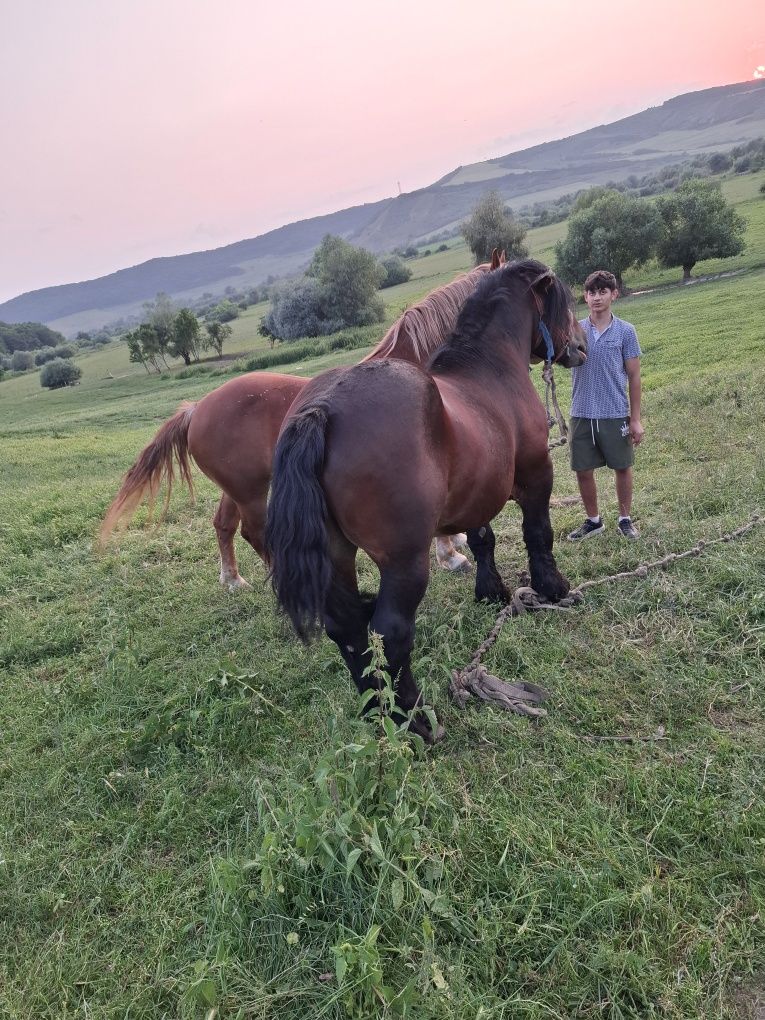 Vand un armăsar și o iapa