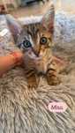 Mara & Mira cauta un forever home