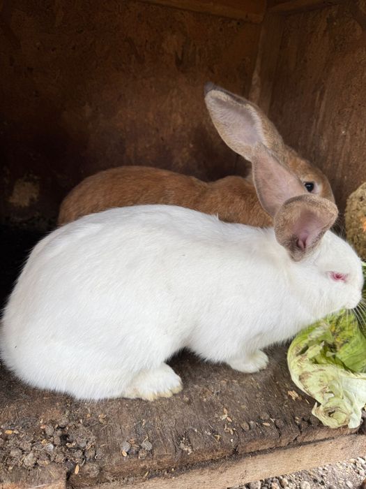 Vând iepuri preț negociabil