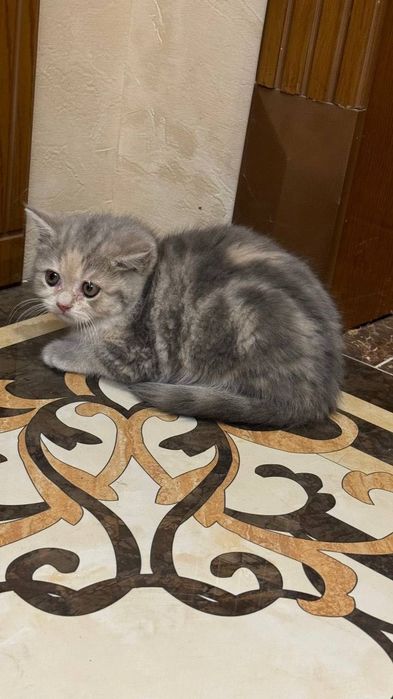 Scottish straight kittens (Шотландские котята)