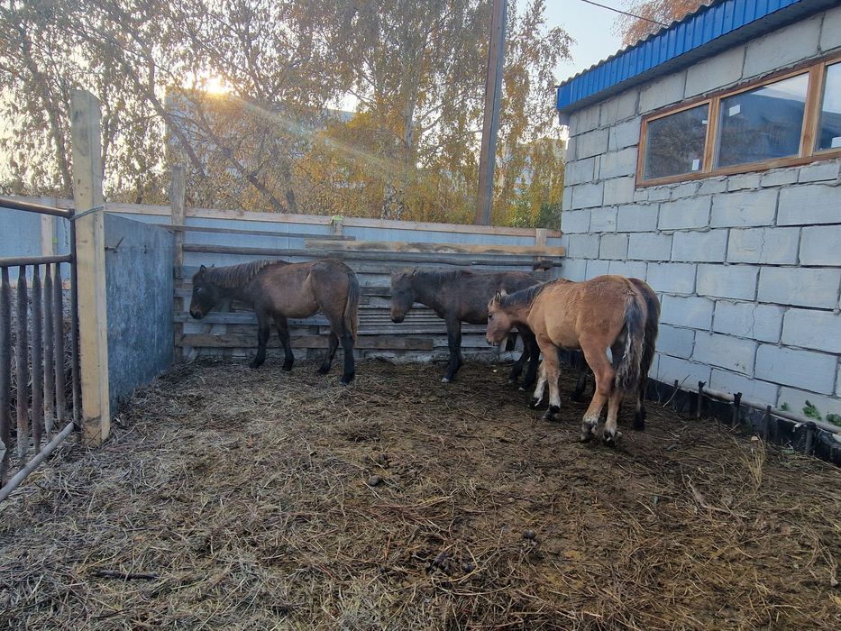 Жабағылар сатылады