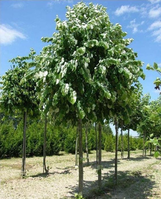 Transformă-ți Curtea cu Tei Decorativ – Rapid și Profesionist!