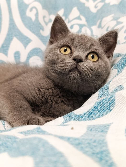 Pui fetiță British Shorthair ORADEA
