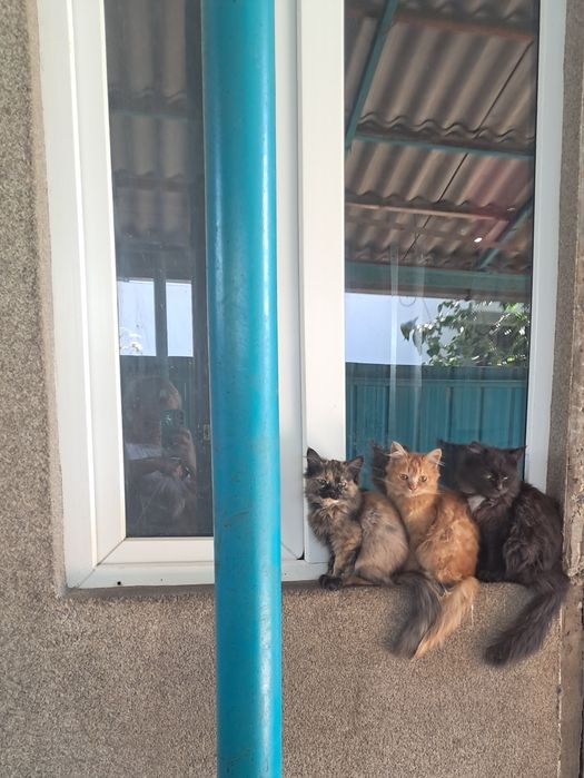 Котята бесплатно