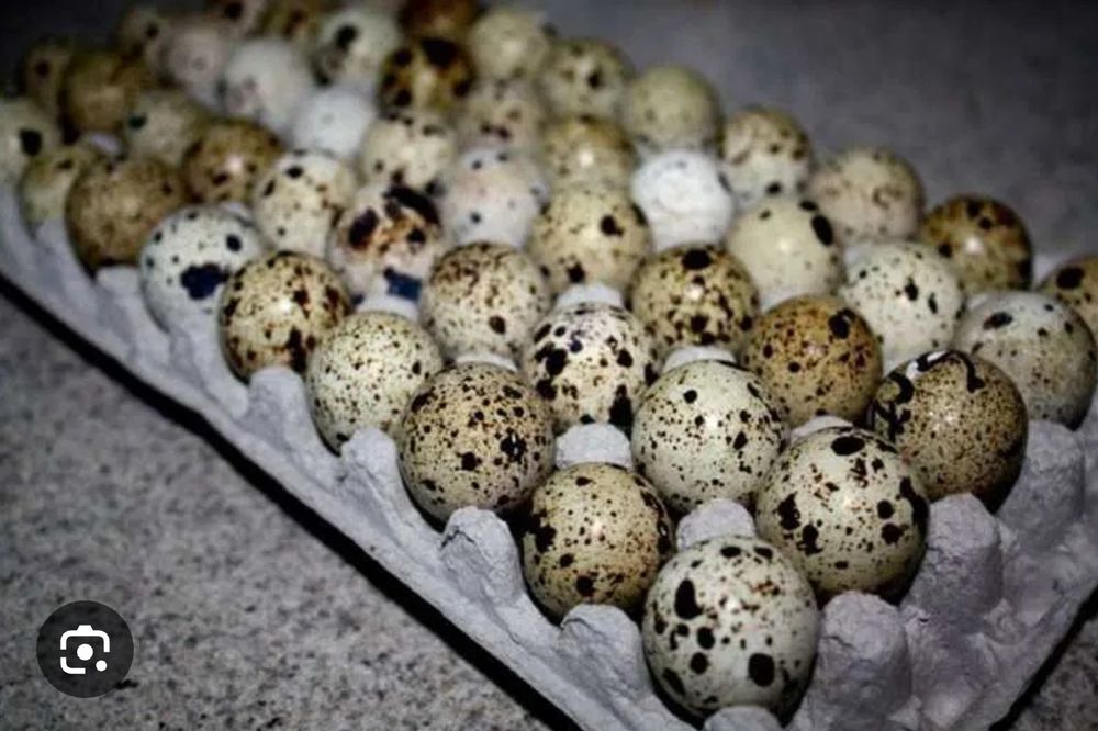 Бодене жумырткасы