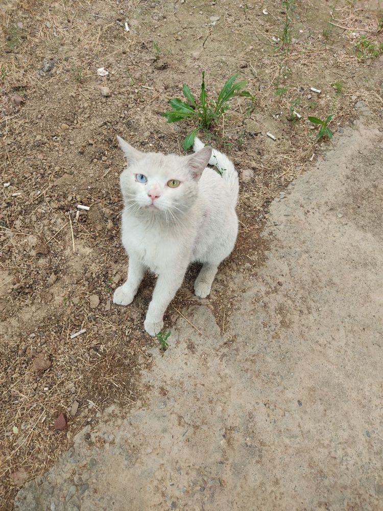 Нашли кота на Юнусабаде. Ищем хозяина!