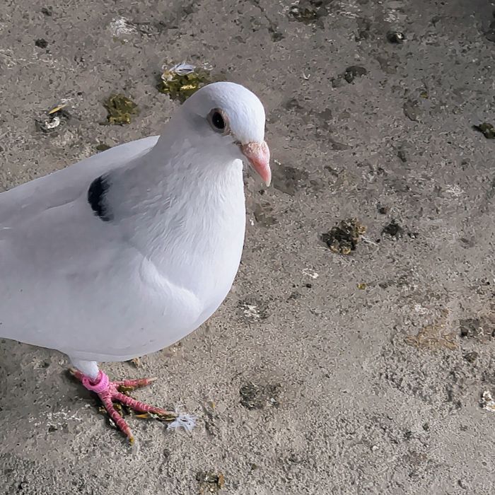 Femela voiajor ornament