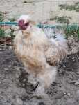 De vanzare cocos de matase