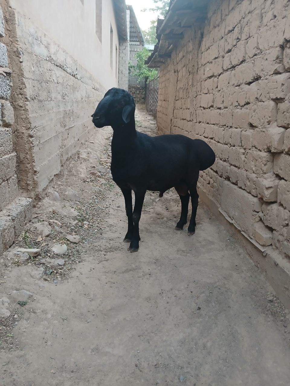 Qozi qochqor sotiladi