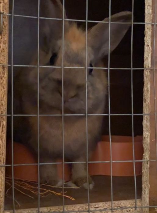 Кролик продается