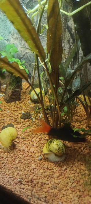 Labeo bicolor peste de acvariu
