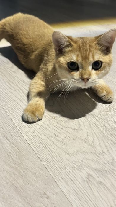 Шикарный британский кот золотой шиншиллы для вязки!