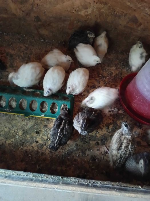 Prepelițe la 3-4 săptămâni