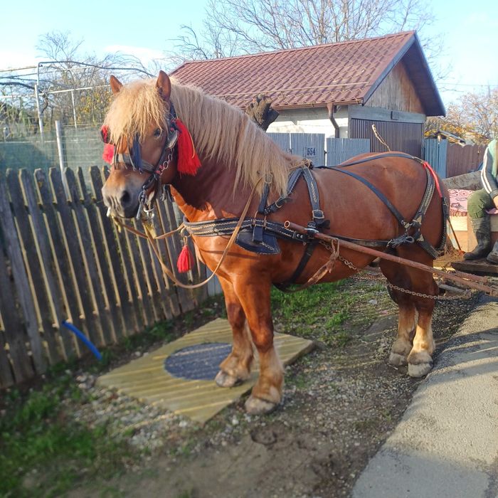 Vând Armăsar de 3-4 ani