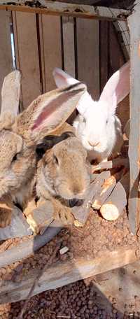 Продам кроликов фландер