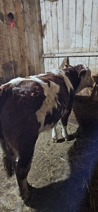 Vitea de 8 luni baltata