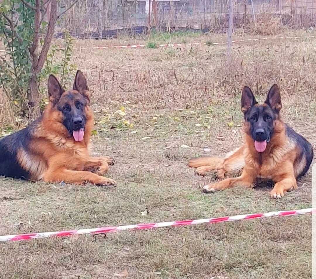 Catel ciobanesc germande show