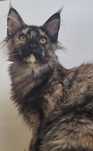 Pisica rasa maine coon