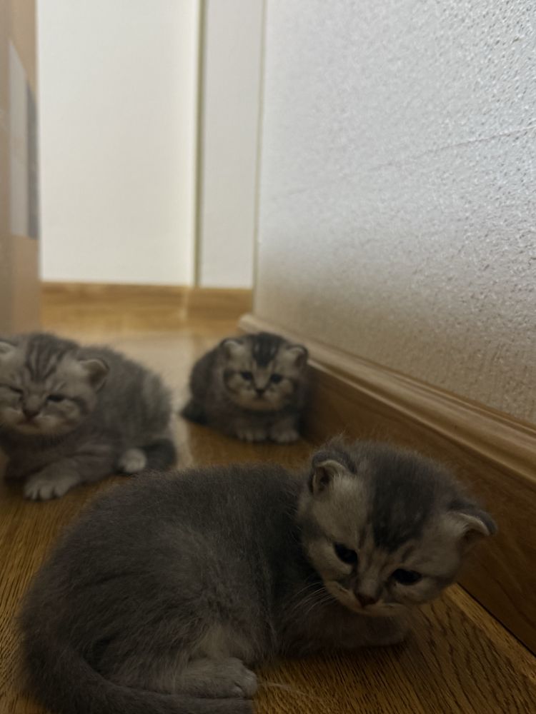 Котята шотландская шиншилла родились 3 недели назад