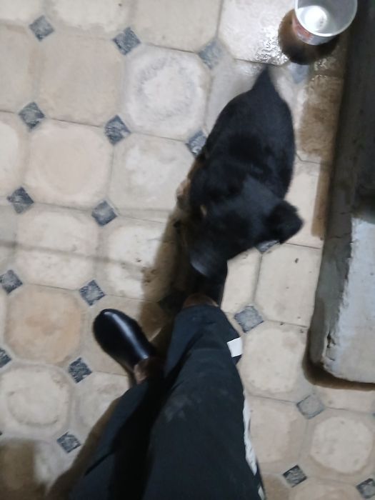 Немецкая апчарка