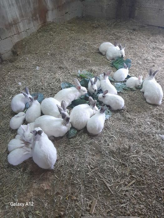 Vând iepuri maturi și pui