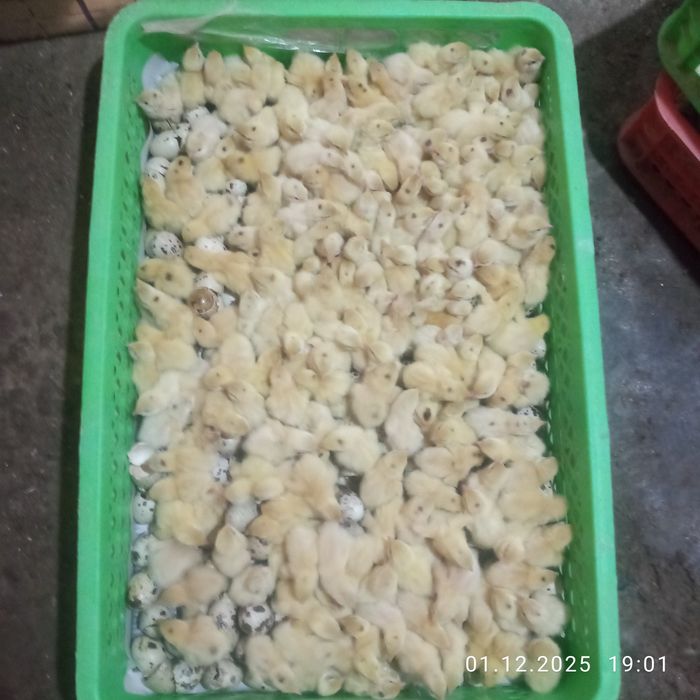 Bedana jojalari satiladi  4min srochni sotiladi