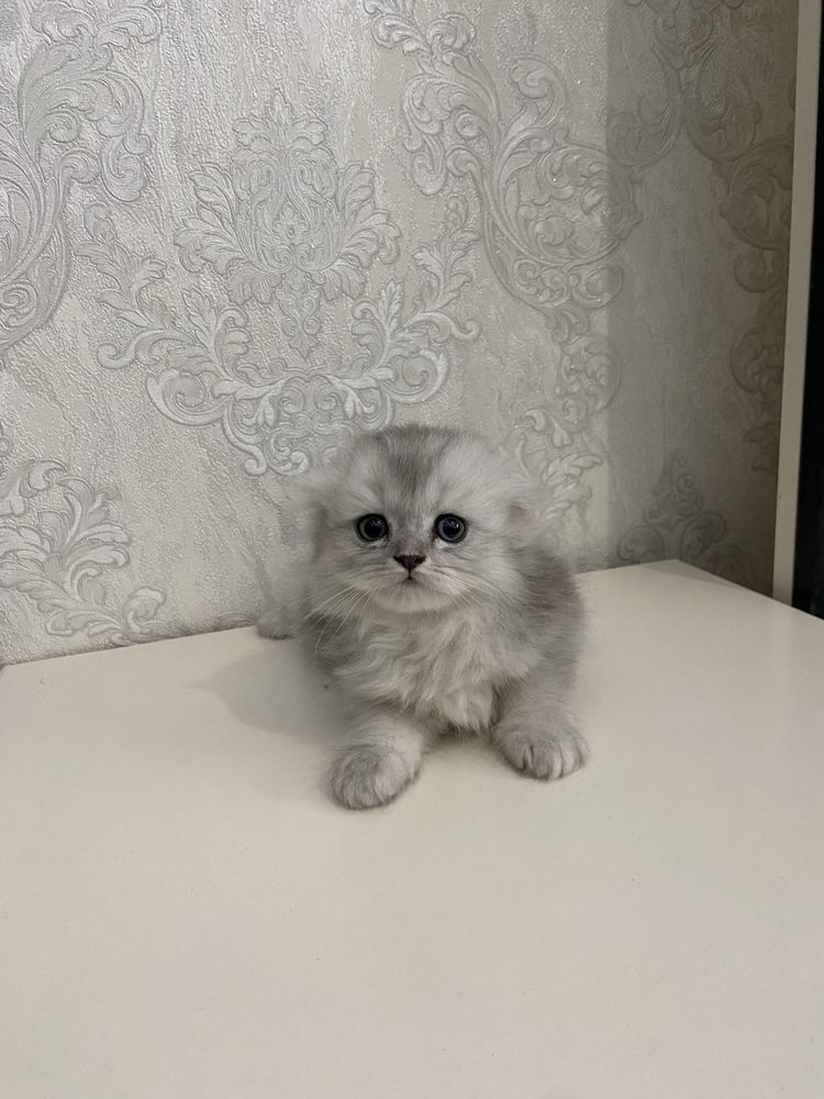 Продается британская кошечка