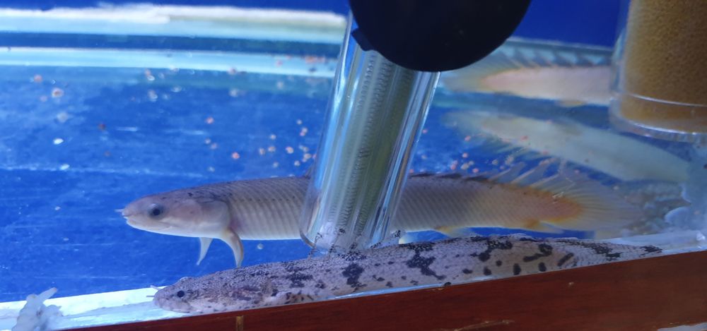 Akvarium balulari sotiladi soni 4 ta