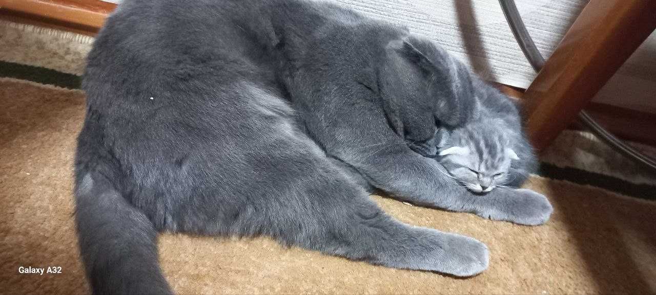 Вязка!!!  Кот приглашает кошек на встречу для спаривания.