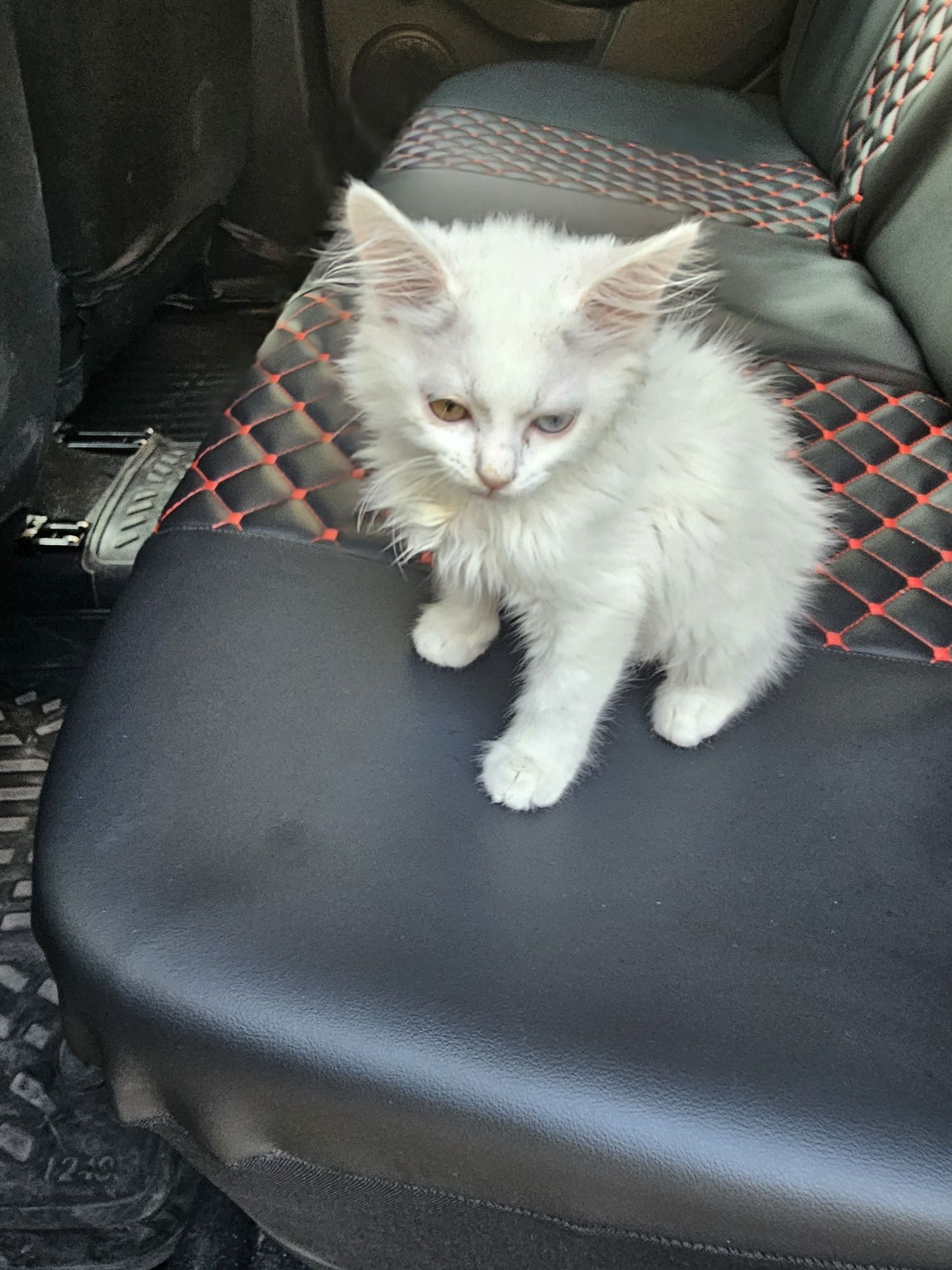 Котка порода - турска Ван