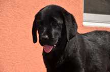 femela neagra de labrador la 3 luni, Pedigree A
