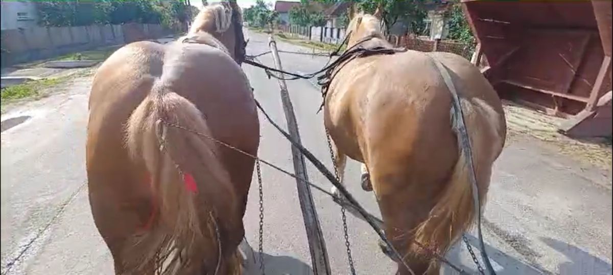 Cai de vânzare...